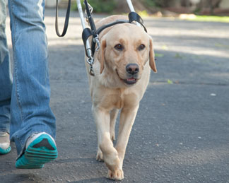 a guide dog walking next to person